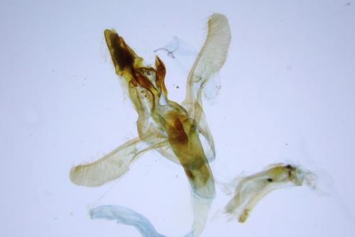 Réf. 335 704 : Elegia similella